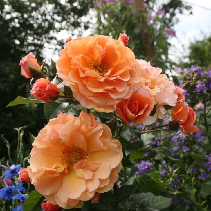 Роза Арабия