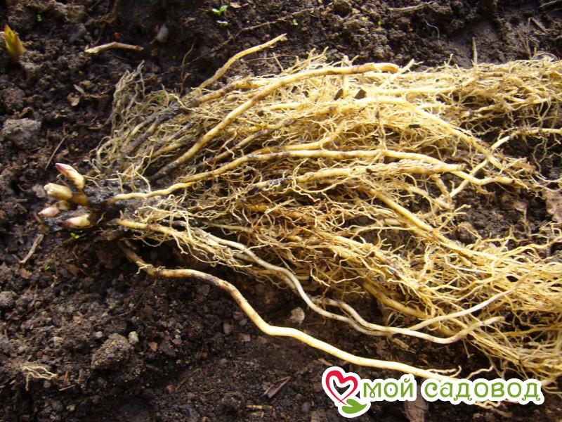 Флокс Марбл Пэйс